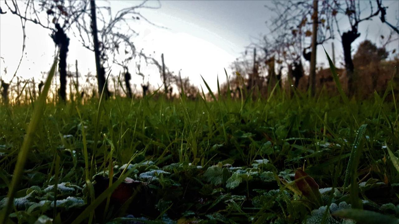 Agriturismo La Guarda Picedo Екстериор снимка
