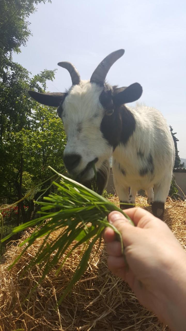 Agriturismo La Guarda Picedo Екстериор снимка