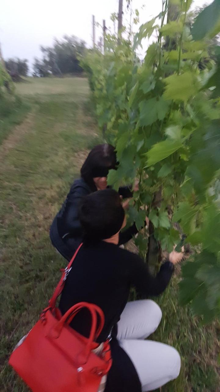 Agriturismo La Guarda Picedo Екстериор снимка